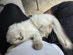 3-6 months Female Purebred Persian
