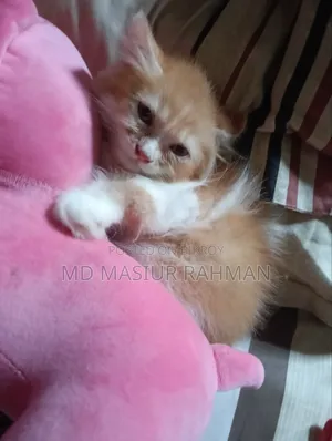 1-3 months Female Mixed Breed Persian