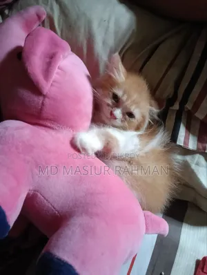 1-3 months Female Mixed Breed Persian
