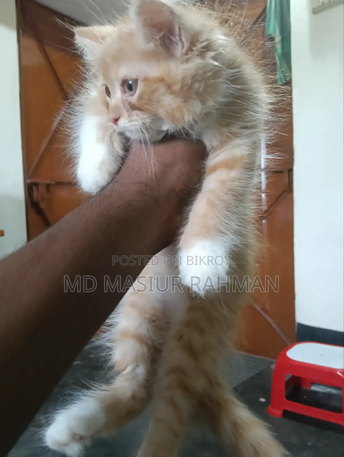 1-3 months Female Mixed Breed Persian