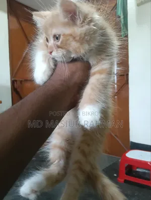 1-3 months Female Mixed Breed Persian