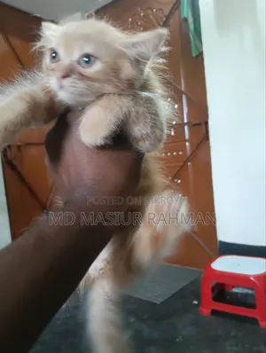 1-3 months Female Mixed Breed Persian