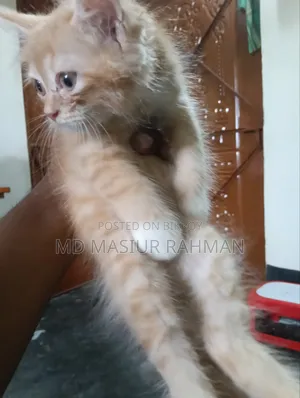 1-3 months Female Mixed Breed Persian