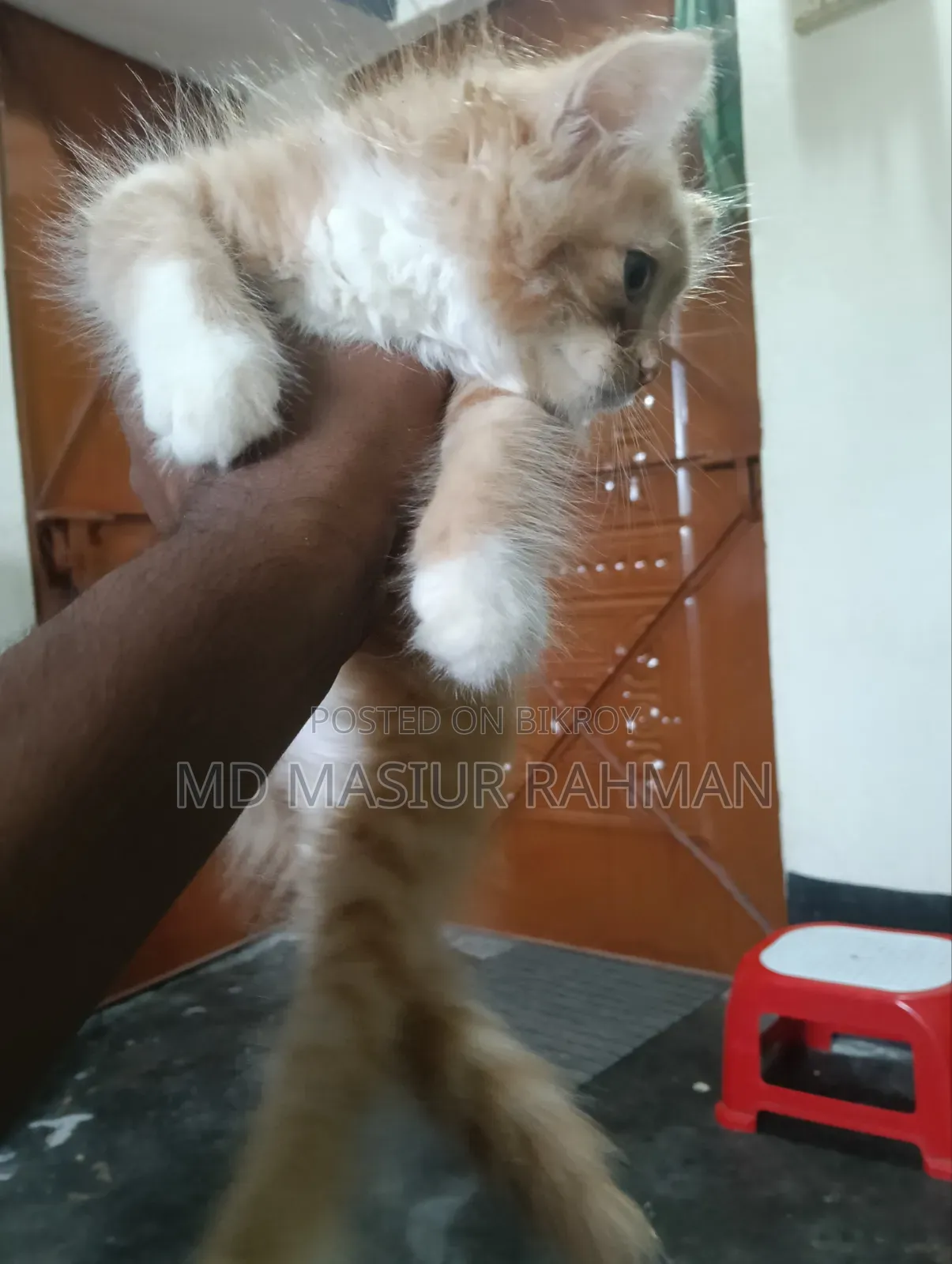 1-3 months Female Mixed Breed Persian