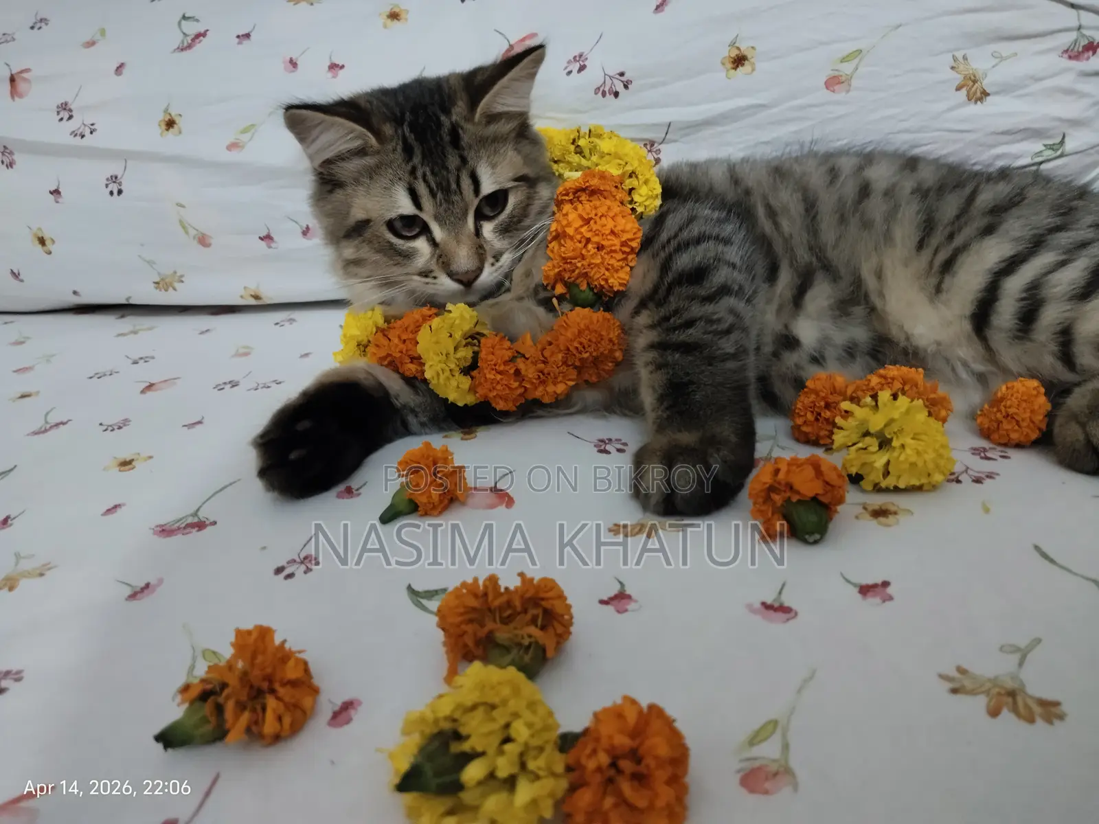 3-6 months Male Mixed Breed Persian