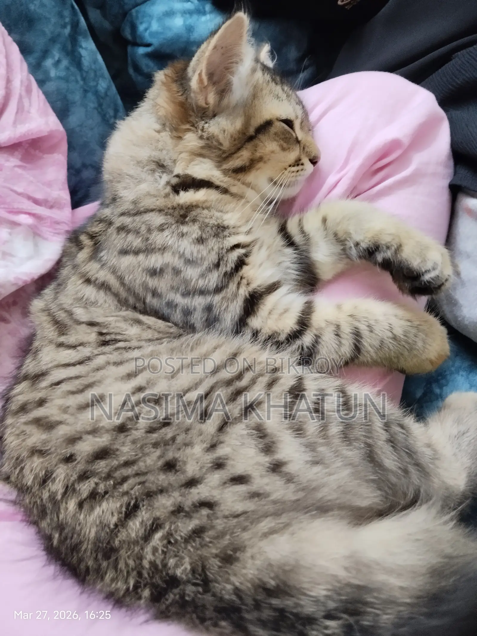3-6 months Male Mixed Breed Persian