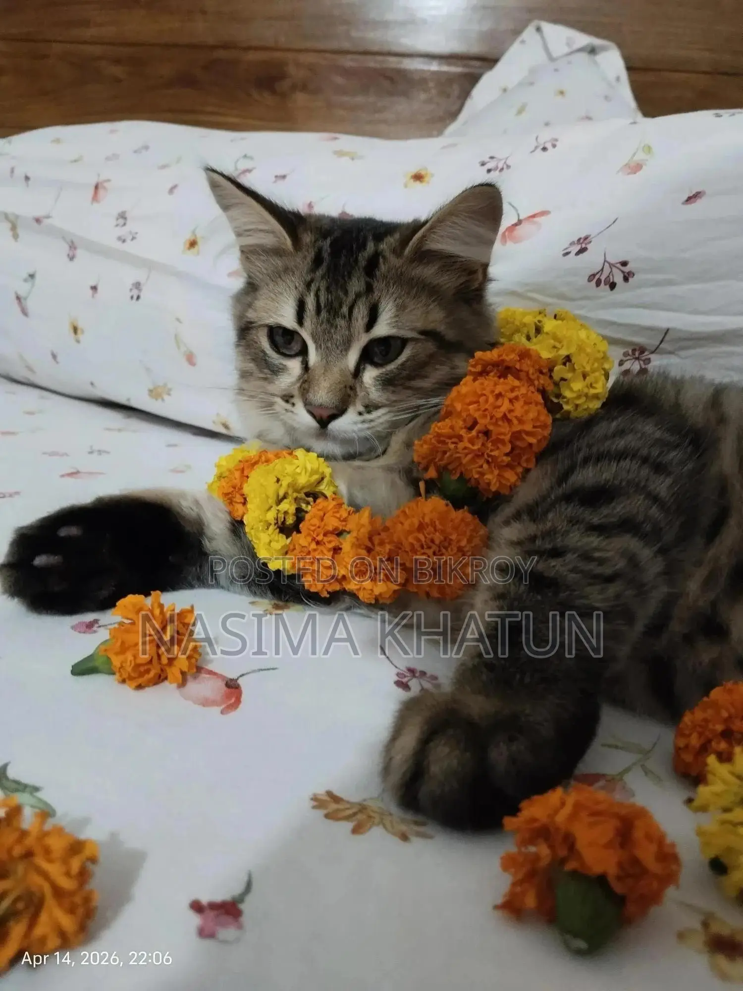 3-6 months Male Mixed Breed Persian
