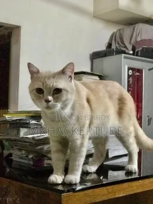 ১-৩ মাস বয়সী স্ত্রী বিশুদ্ধ পার্সিয়ান বিড়াল