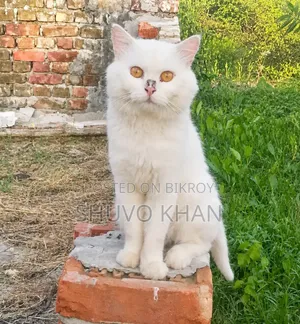 1+ year Male Purebred Persian