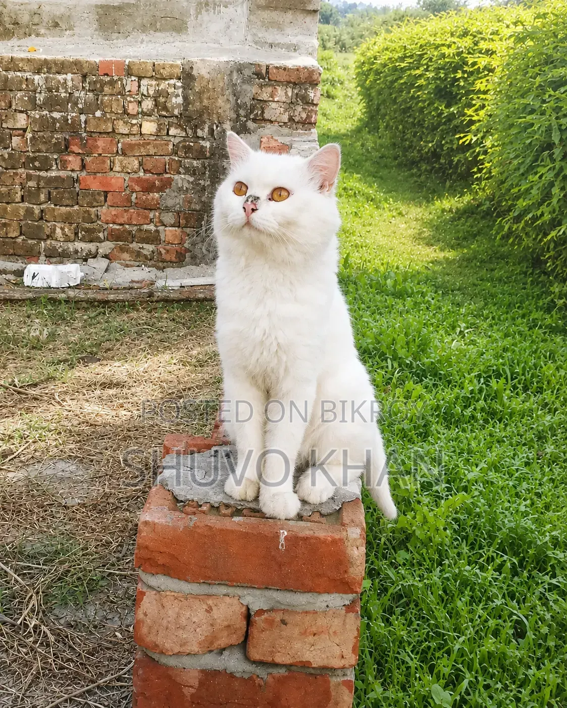 1+ year Male Purebred Persian