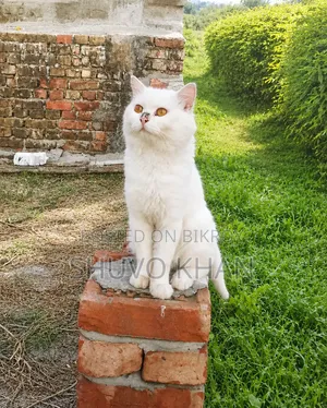 1+ year Male Purebred Persian