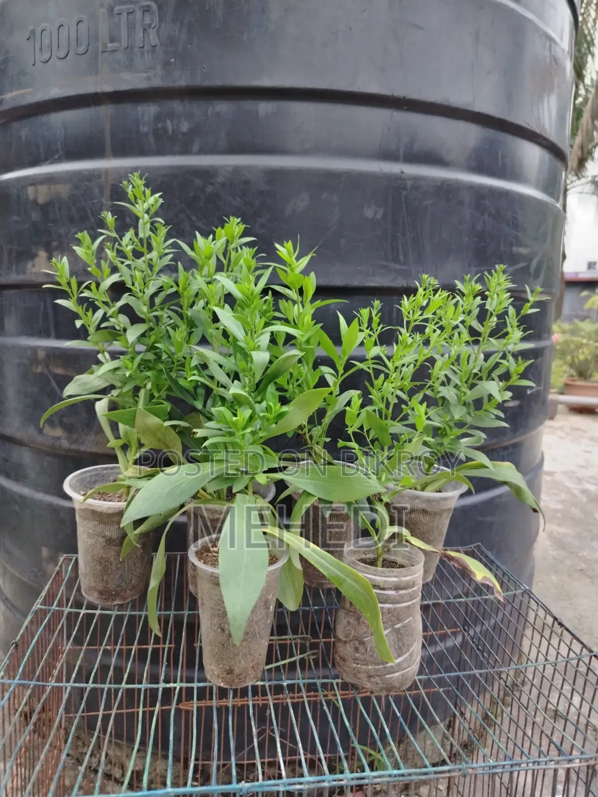 ইটালিয়ান স্টার