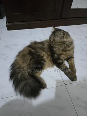 1+ year Male Purebred Persian
