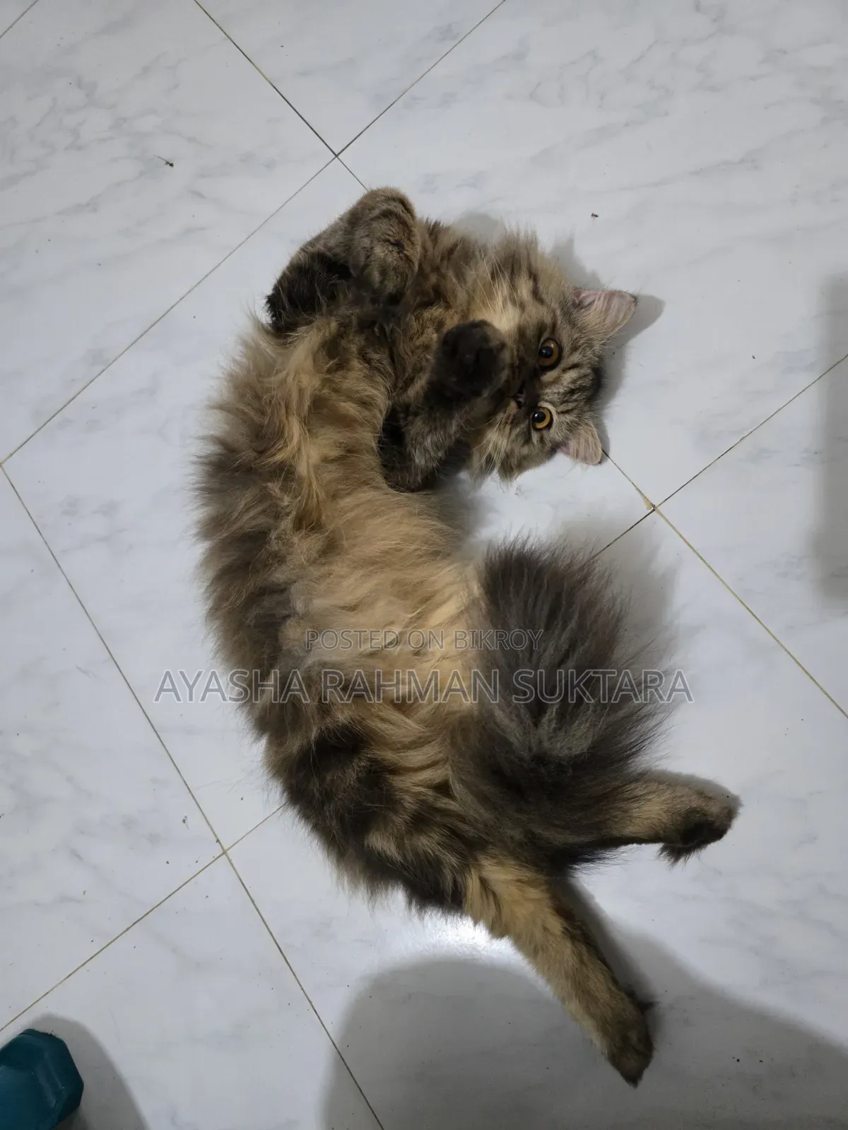 1+ year Male Purebred Persian