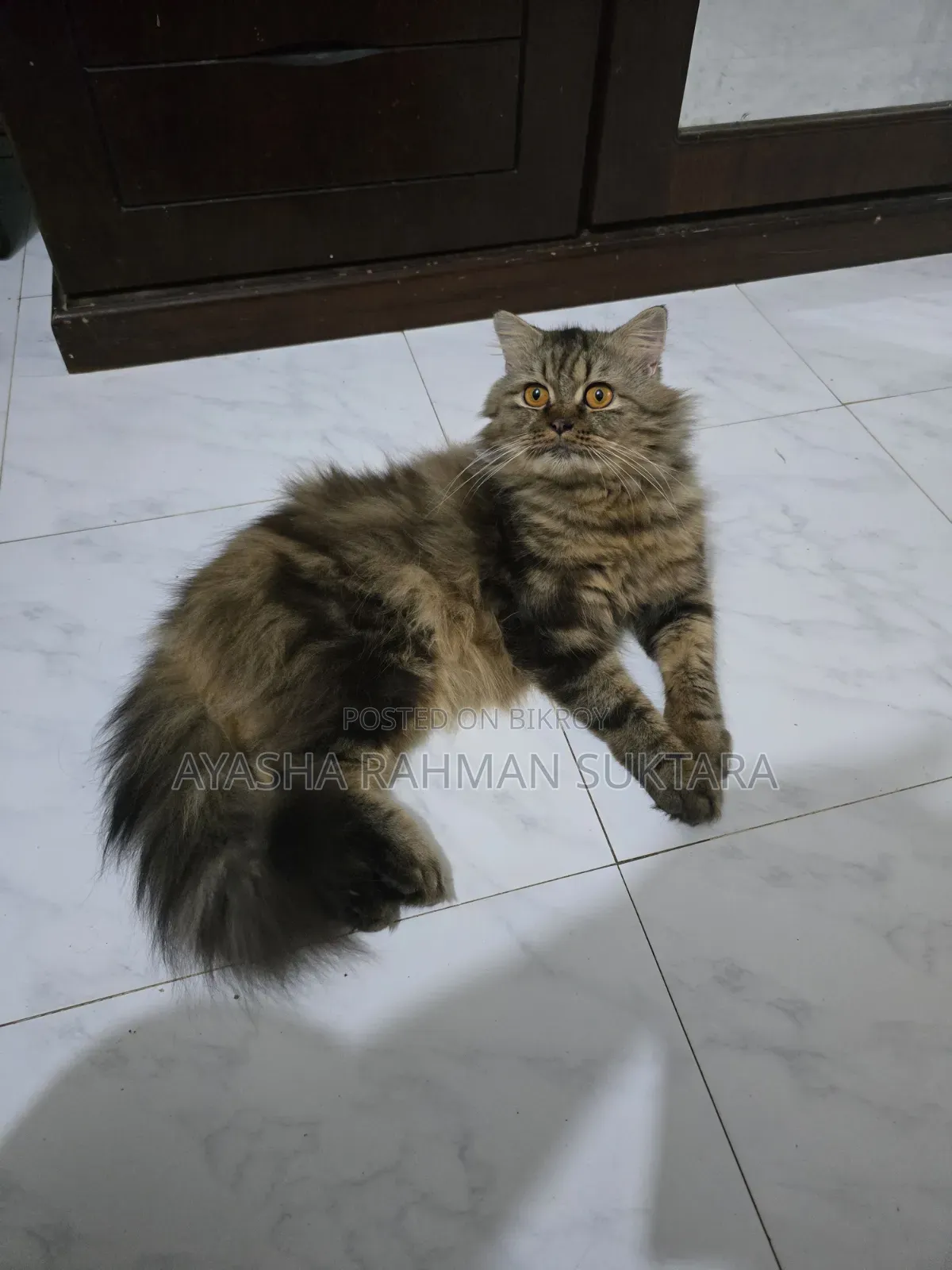 1+ year Male Purebred Persian