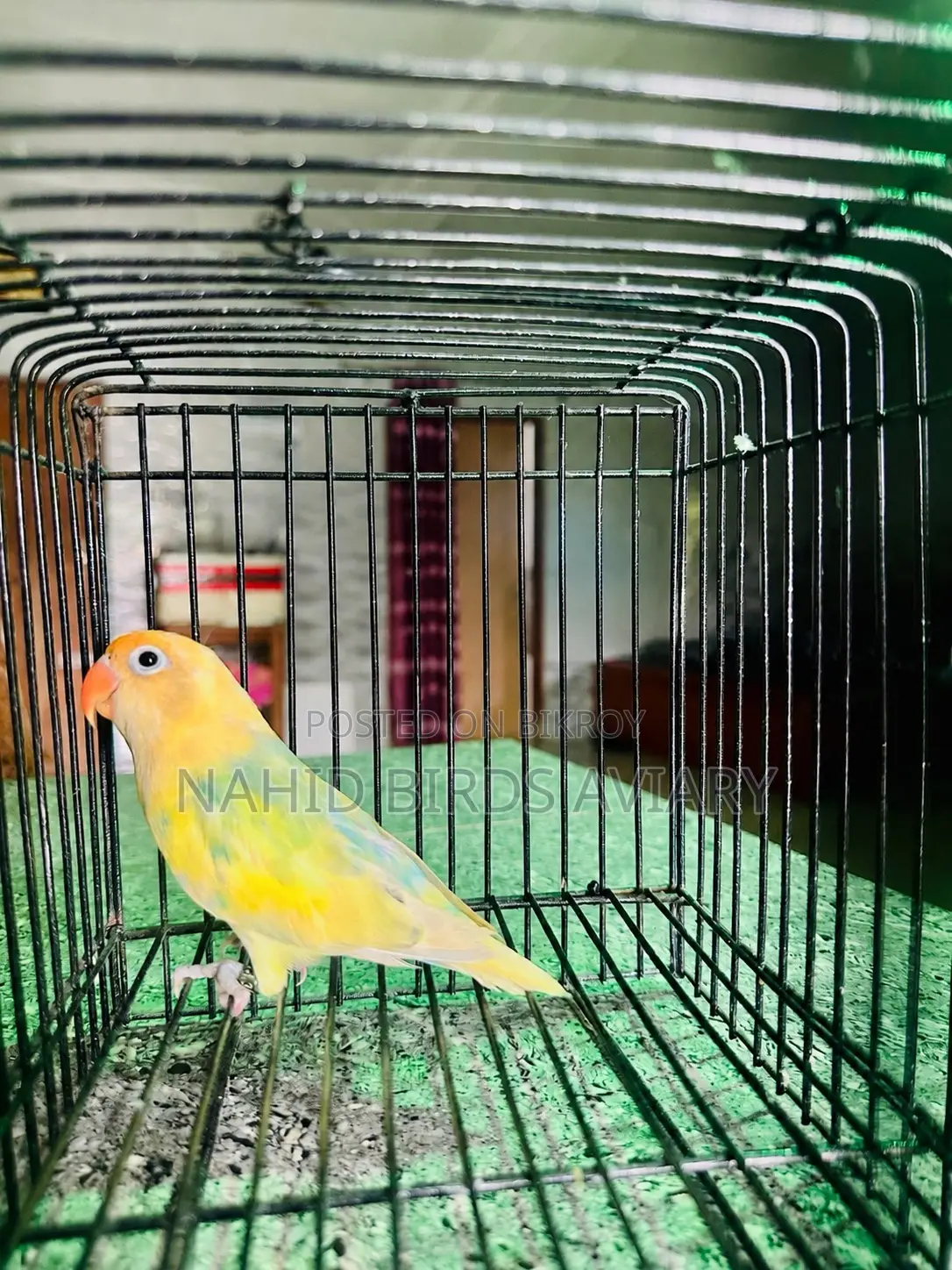 লাভবার্ড ডিএনএ কনফার্মড