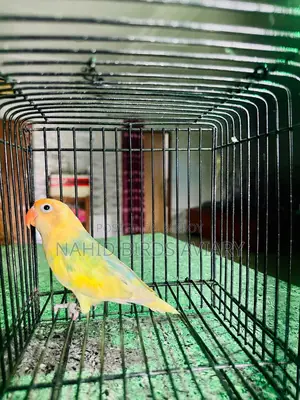Lovebird DNA Confirmed