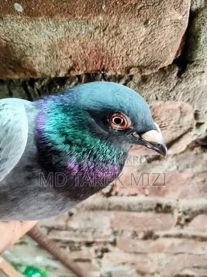 রেসিং কবুতর