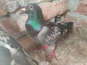 রেসিং কবুতর