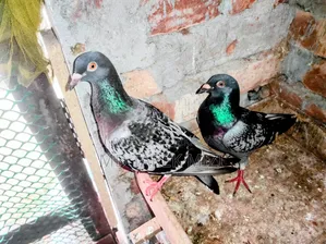 রেসিং কবুতর