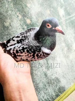 রেসিং কবুতর