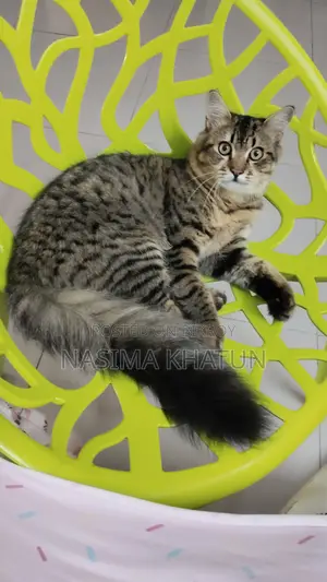3-6 months Male Mixed Breed Persian