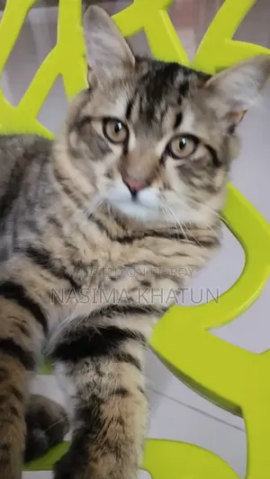 3-6 months Male Mixed Breed Persian