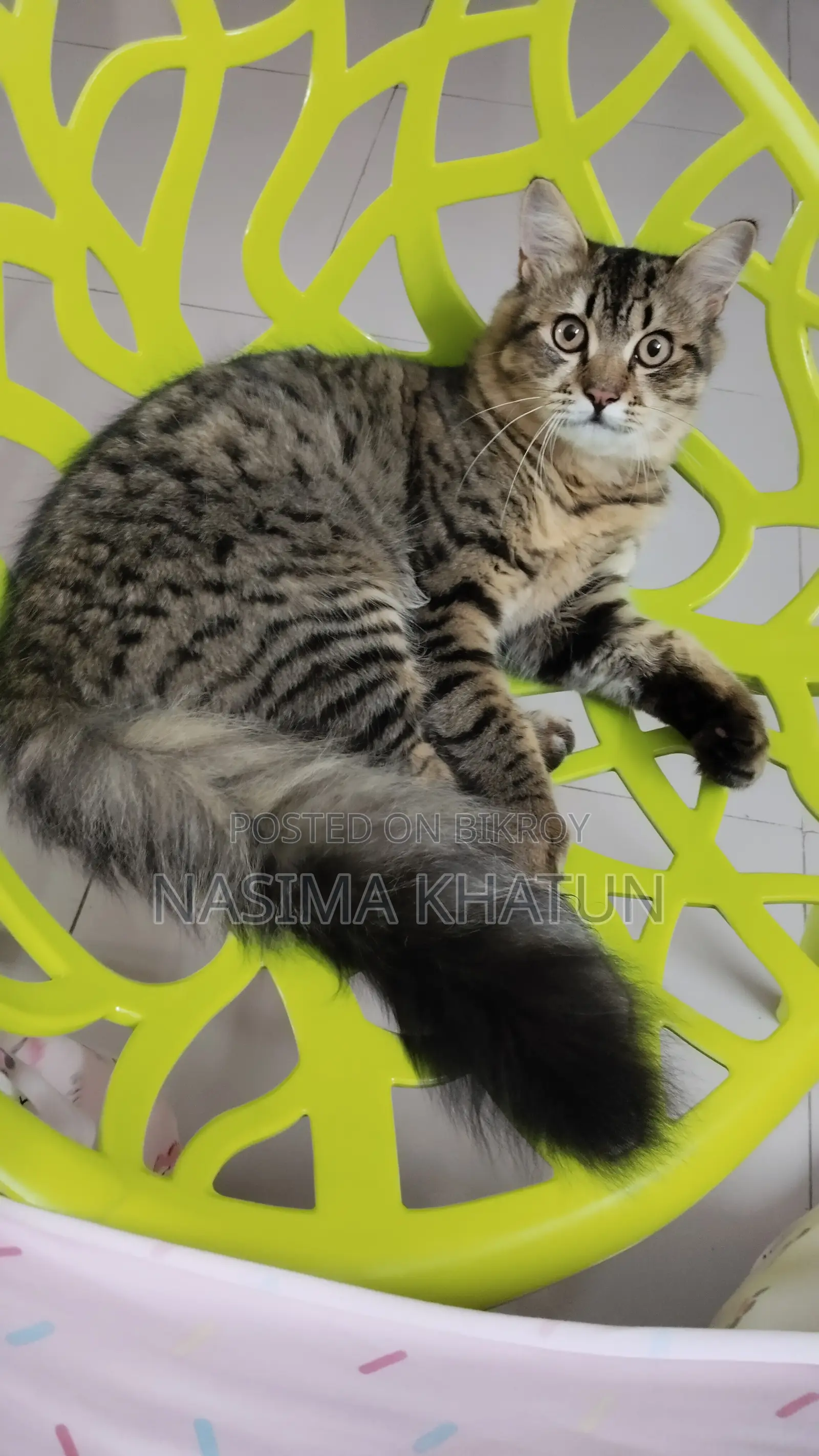 3-6 months Male Mixed Breed Persian