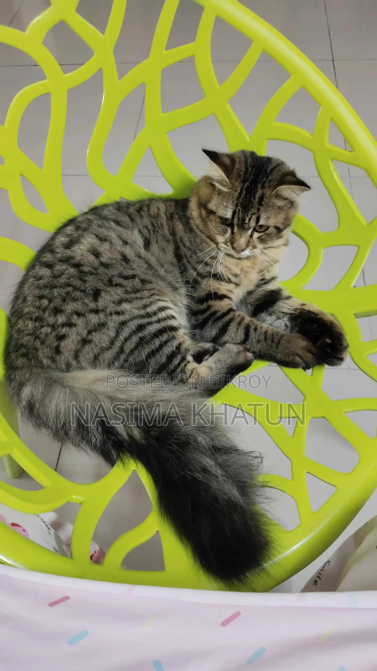 3-6 months Male Mixed Breed Persian