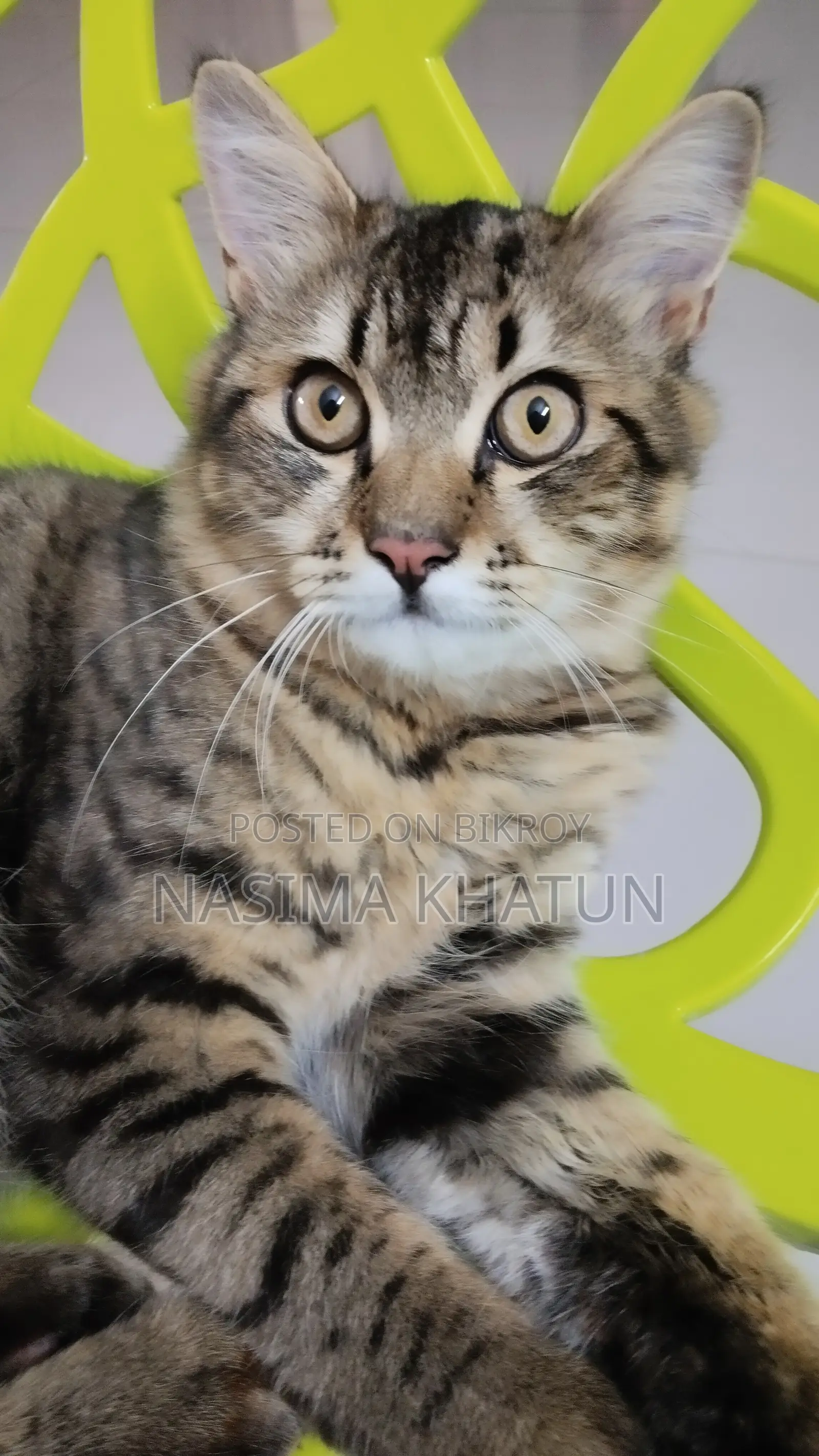 3-6 months Male Mixed Breed Persian