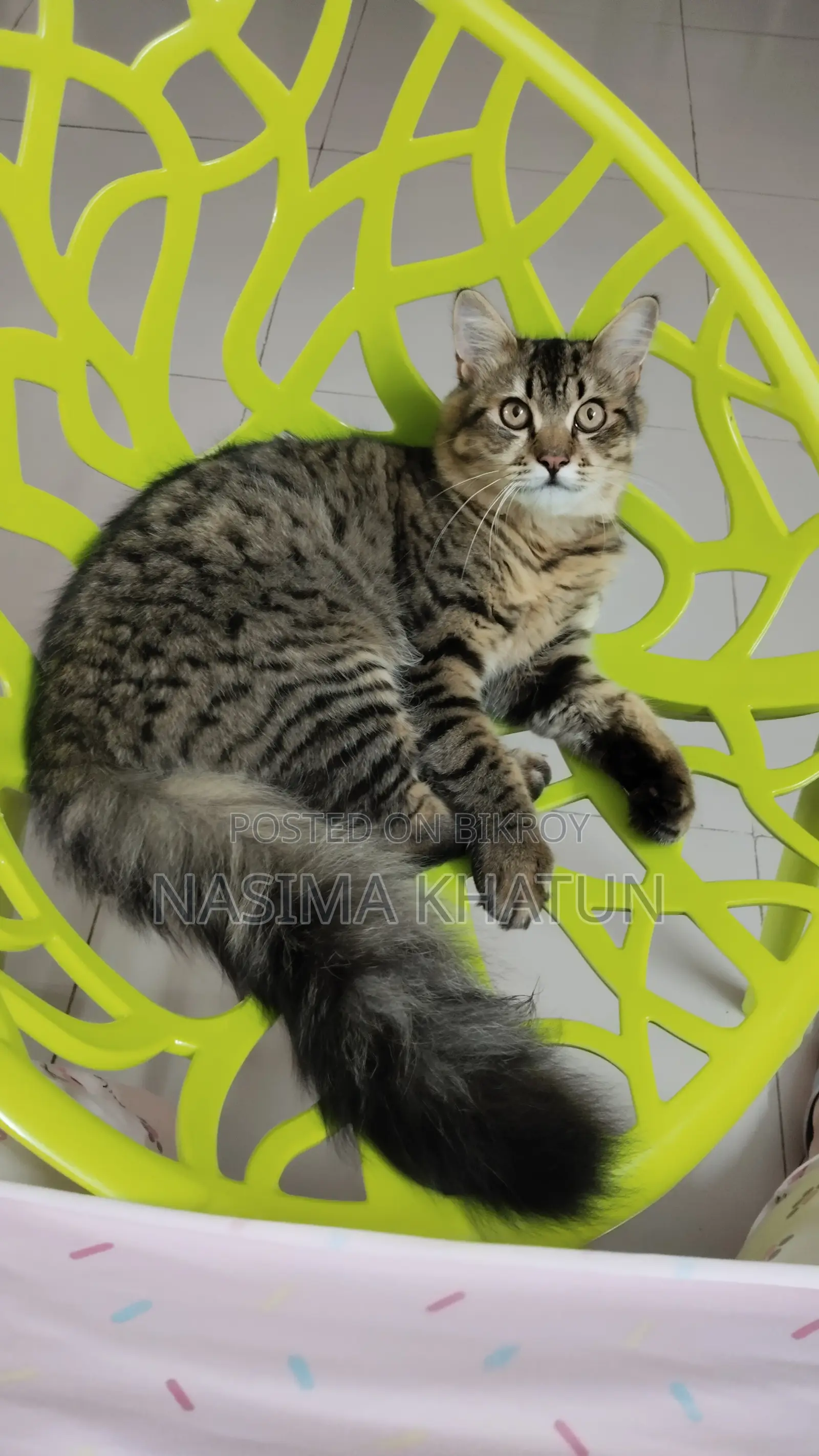 3-6 months Male Mixed Breed Persian