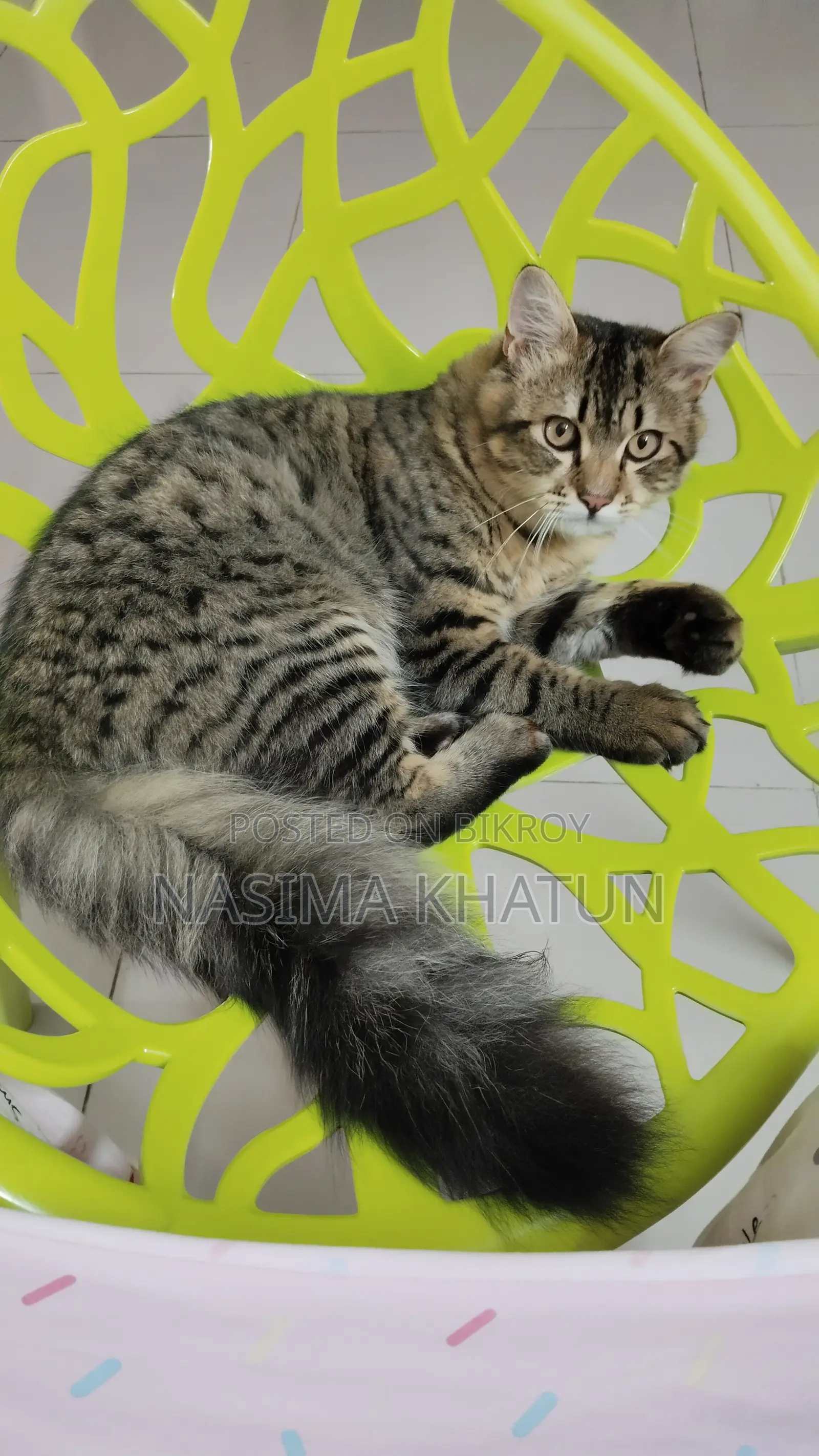 3-6 months Male Mixed Breed Persian