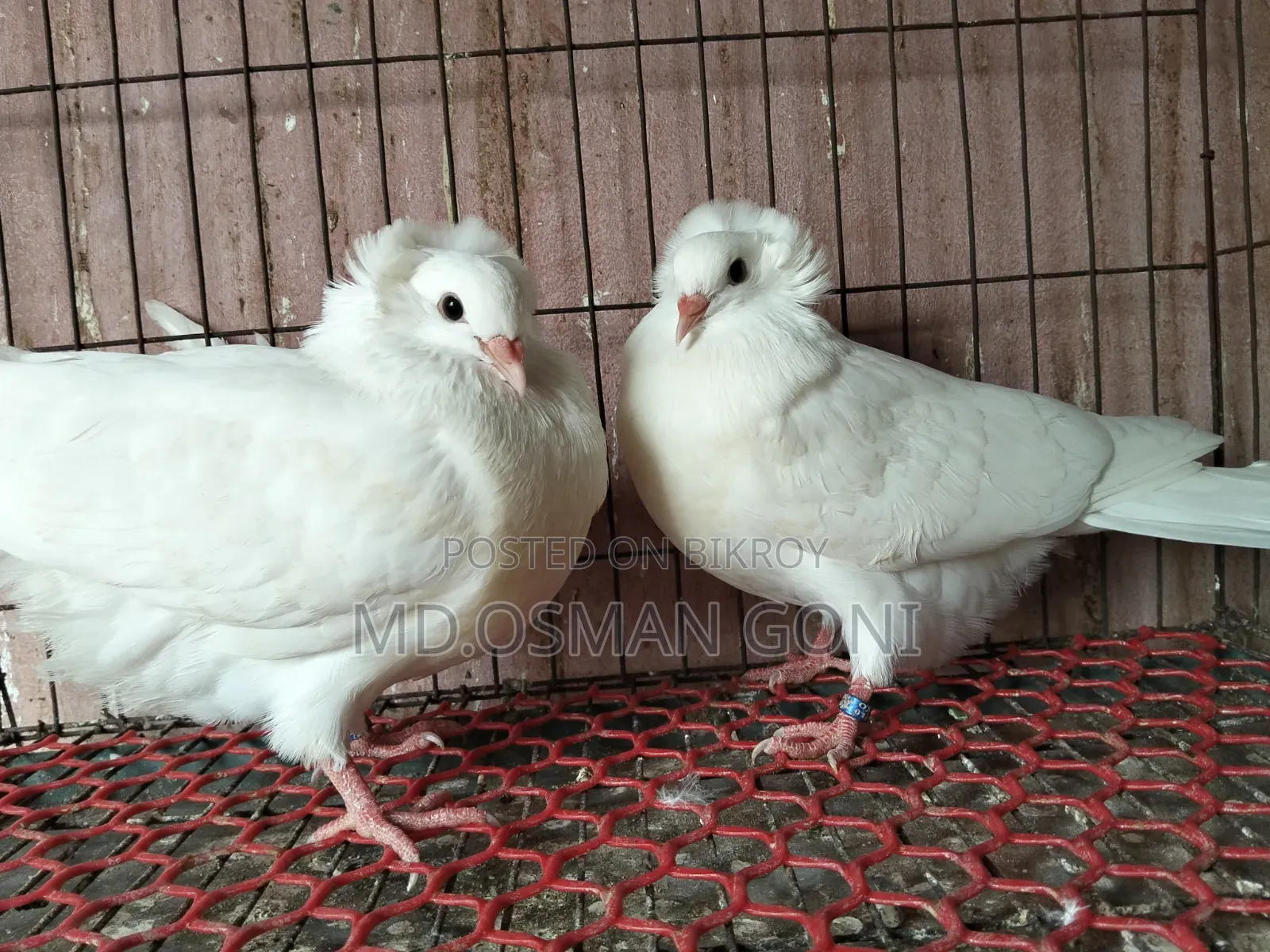 Soking Female. Bombay Female.