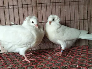 Soking Female. Bombay Female.