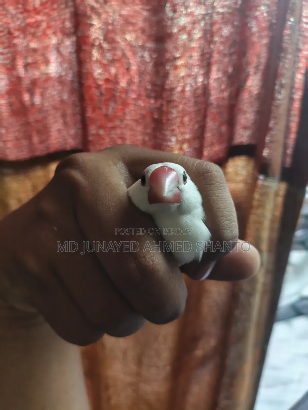 Java Male Bird