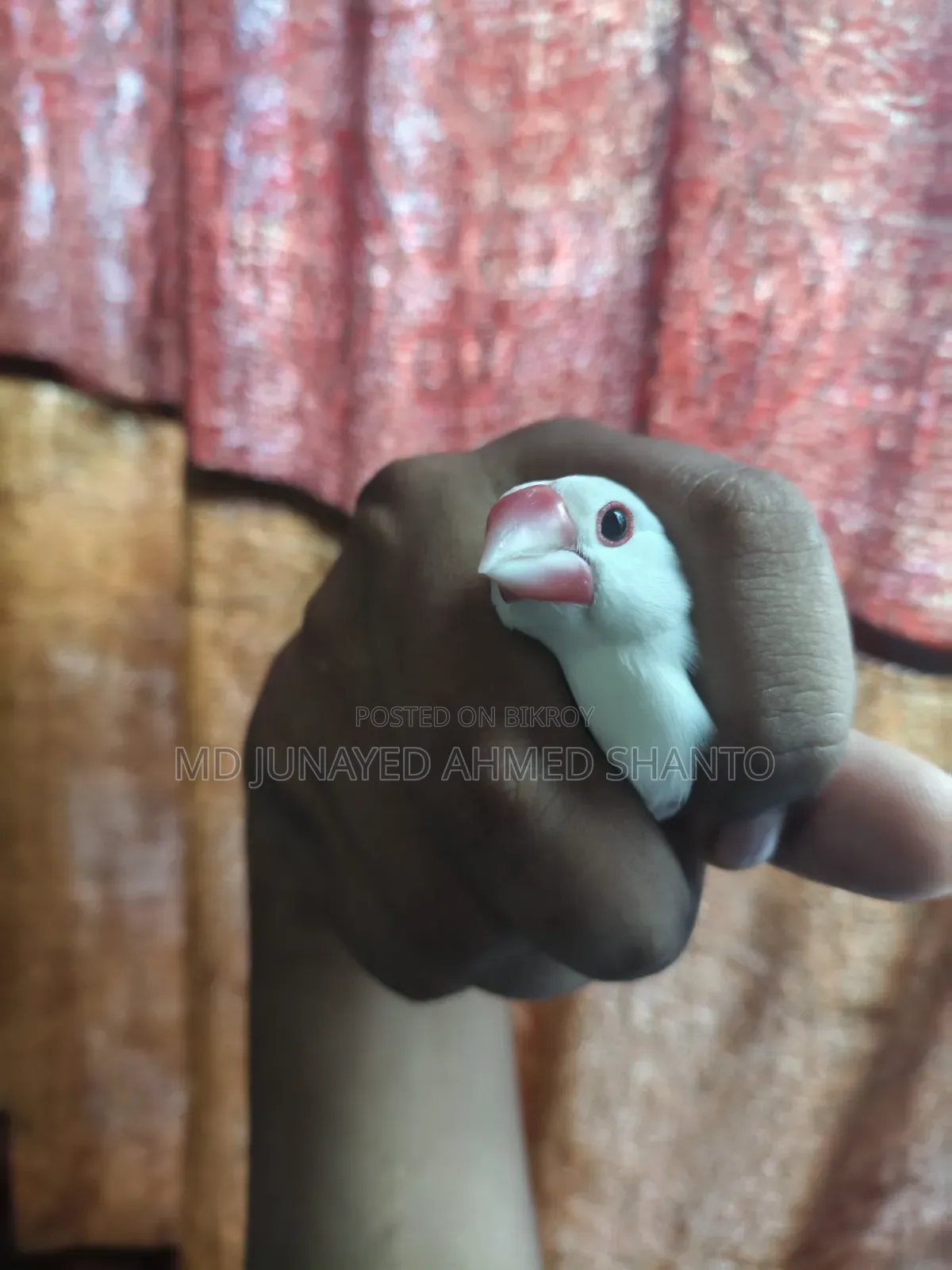 Java Male Bird