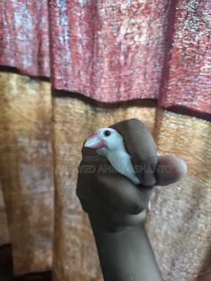 Java Male Bird
