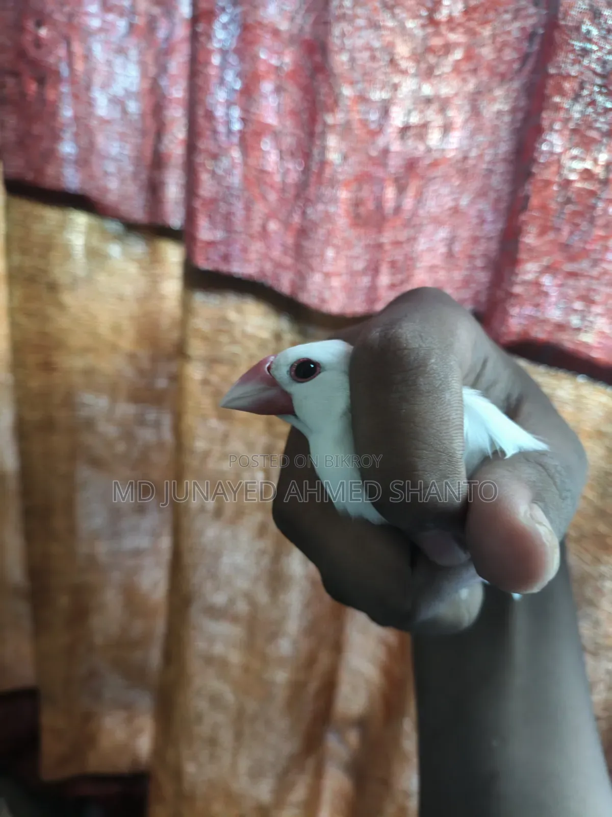 Java Male Bird