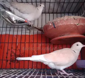 Several pairs of birds available, you can come and see them.