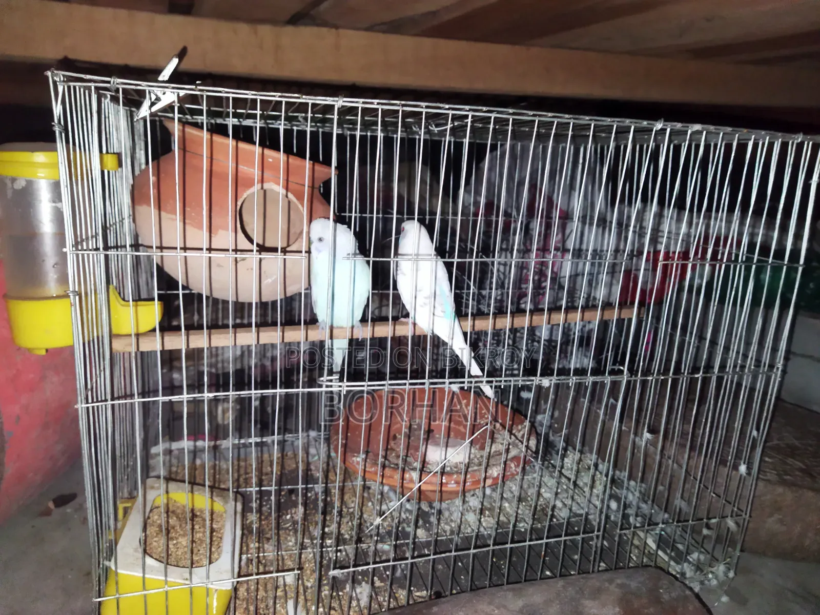 Budgerigar birds one pair