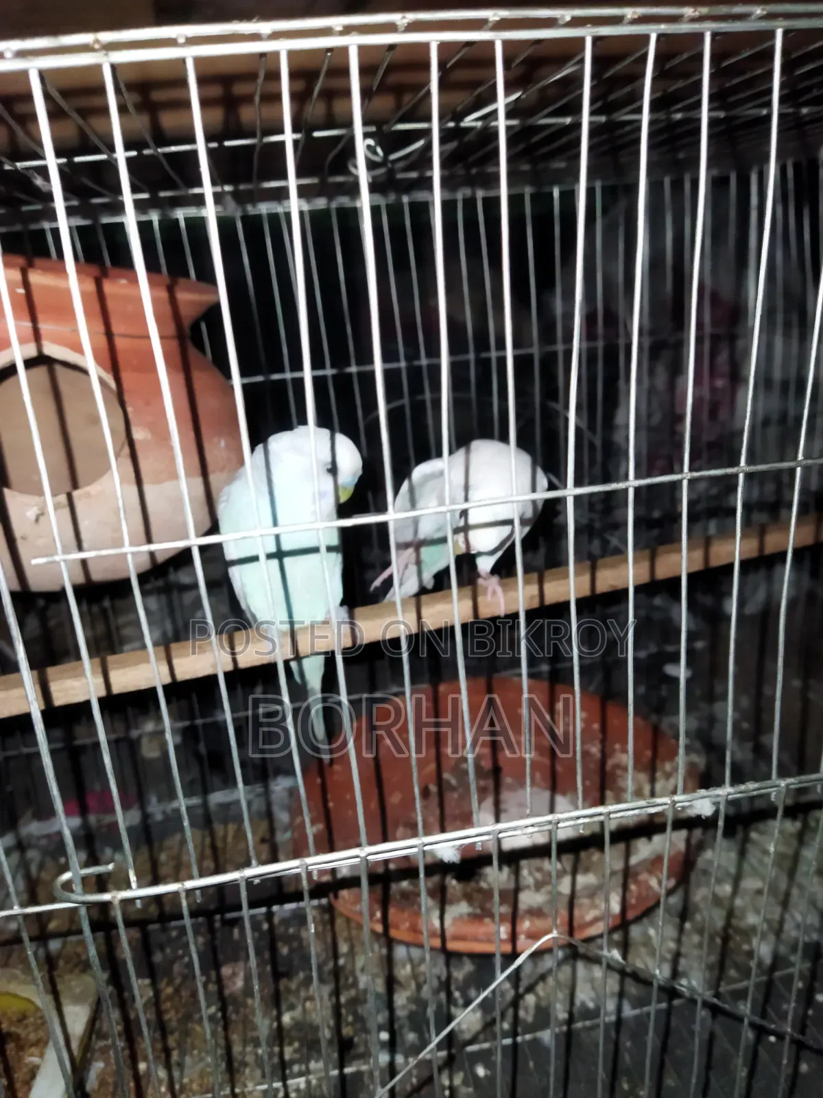 Budgerigar birds one pair
