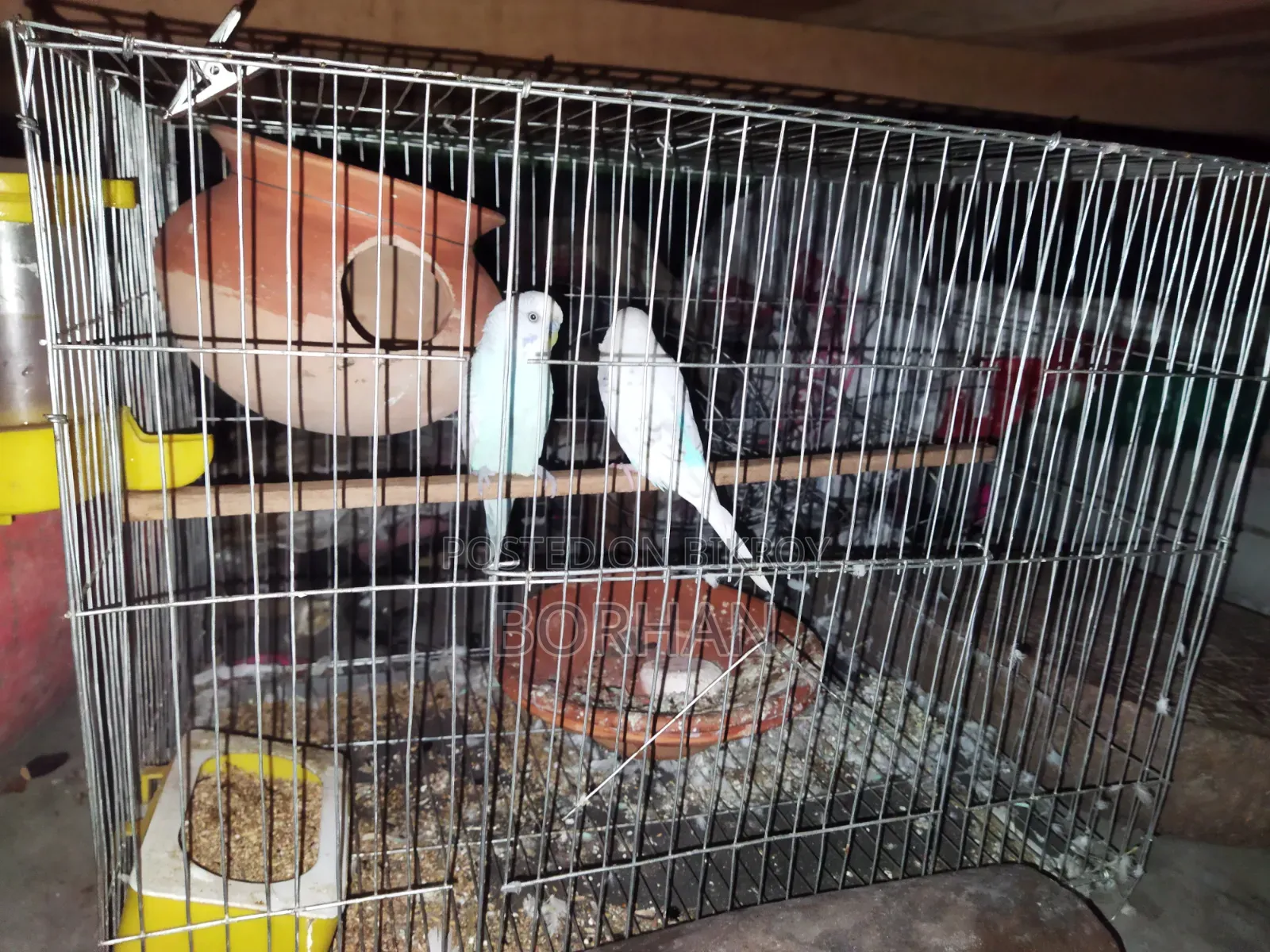 Budgerigar birds one pair
