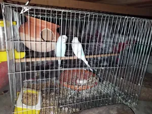 Budgerigar birds one pair