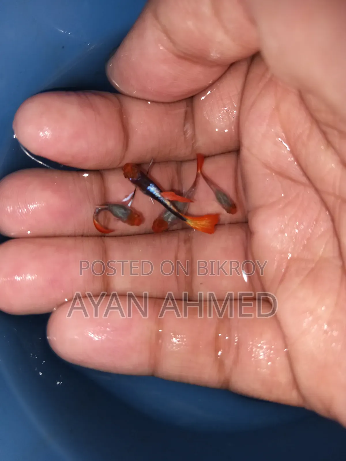 টাক্সিডো কোই গাপ্পি