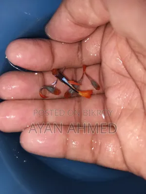টাক্সিডো কোই গাপ্পি