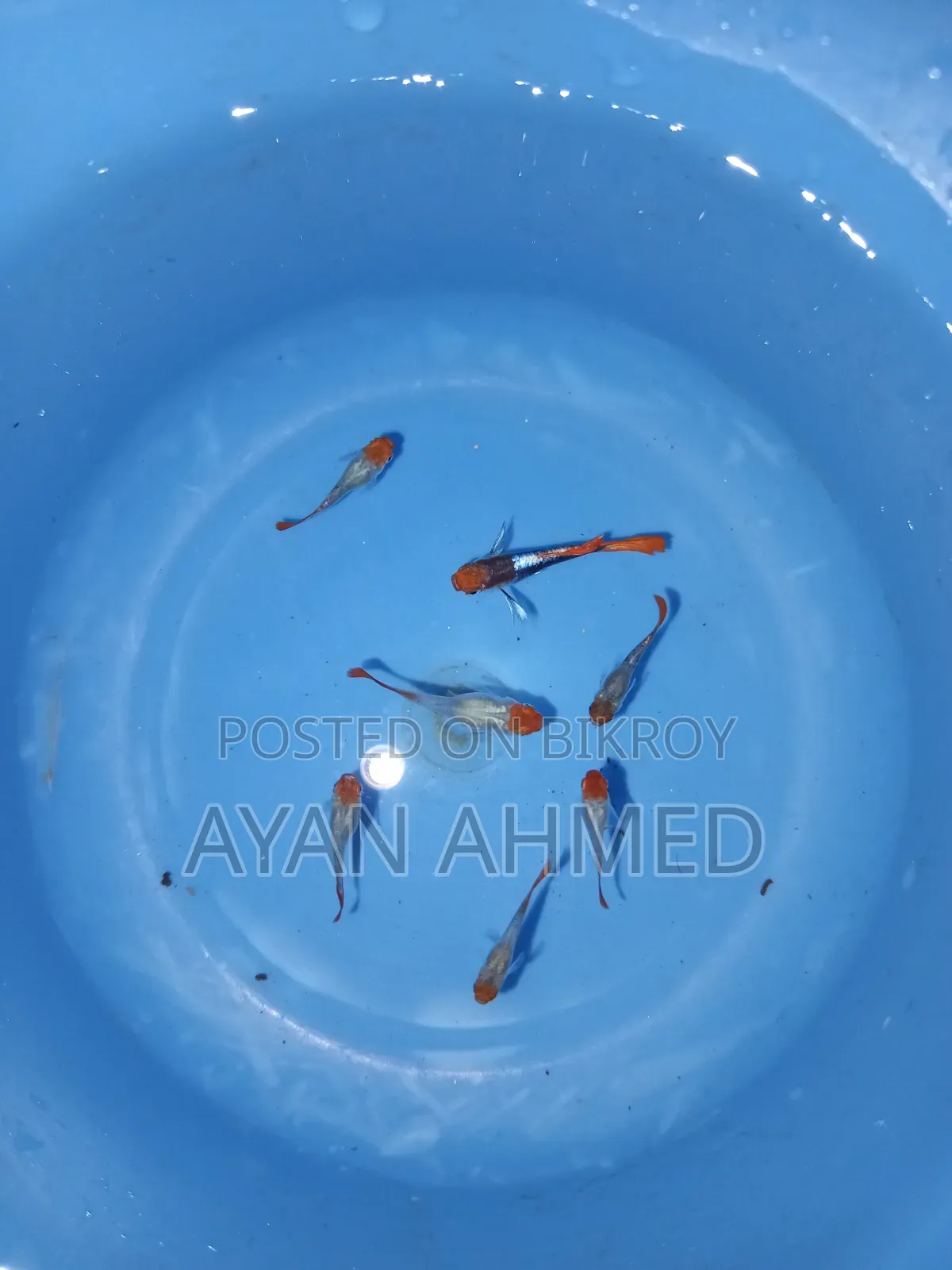 টাক্সিডো কোই গাপ্পি