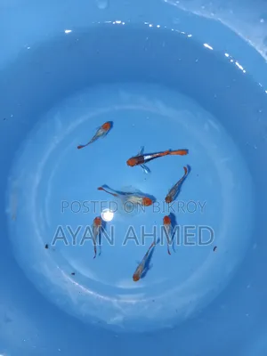 টাক্সিডো কোই গাপ্পি