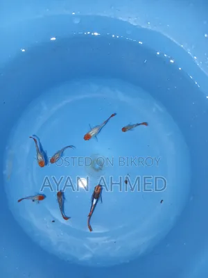 টাক্সিডো কোই গাপ্পি