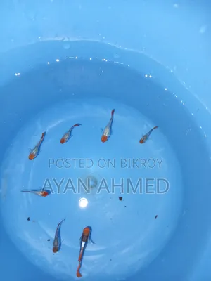 টাক্সিডো কোই গাপ্পি