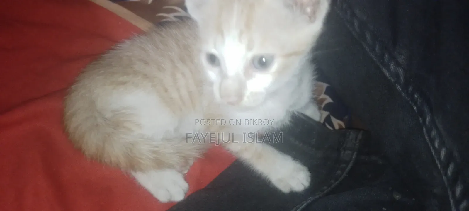 1-3 months Male Mixed Breed Persian